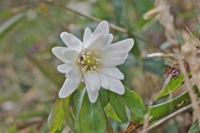 f:id:nankaen:20120317103623j:image f:id:nankaen:20120317103623j:image