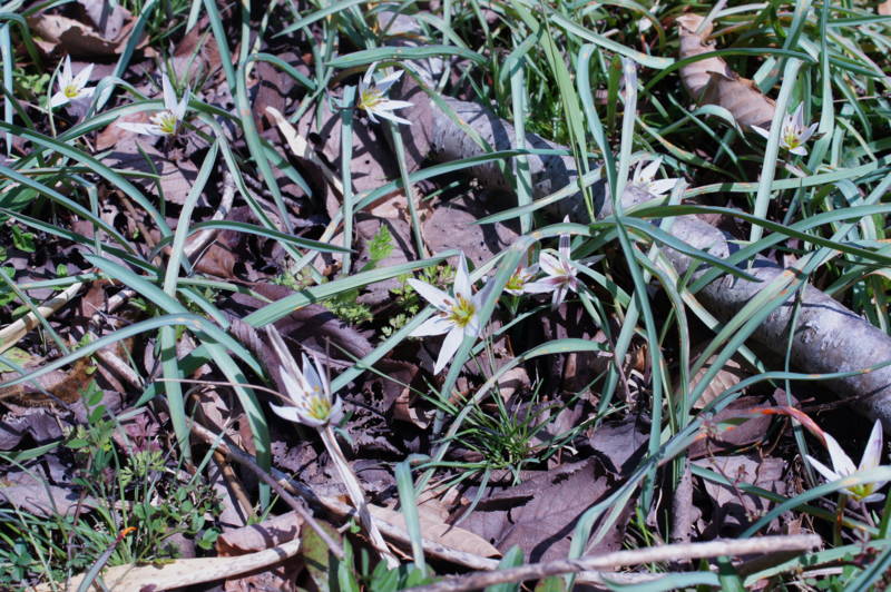 f:id:nankaen:20120405202526j:image f:id:nankaen:20120405202526j:image