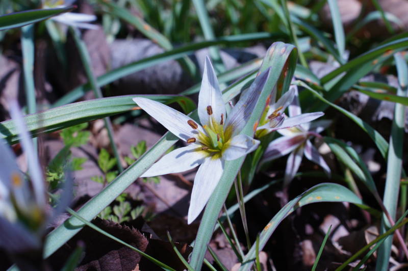 f:id:nankaen:20120405202527j:image f:id:nankaen:20120405202527j:image