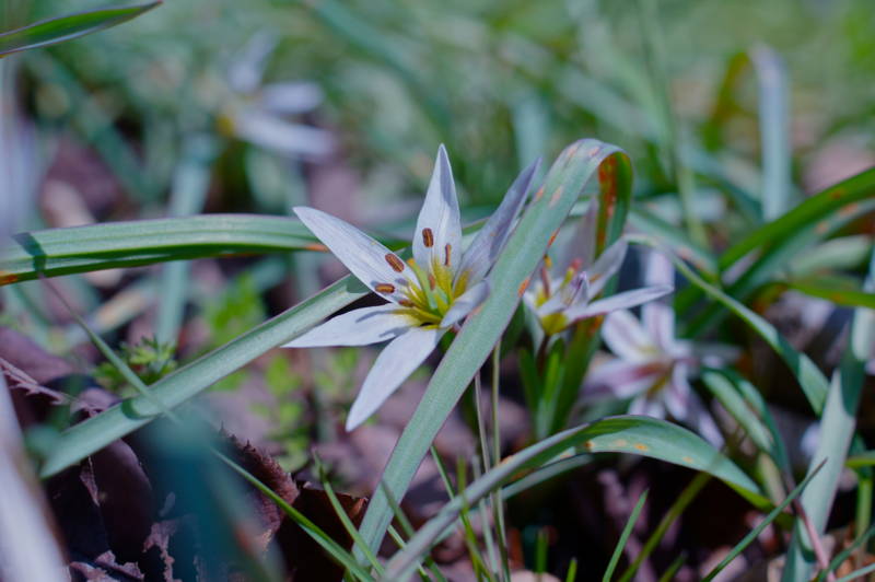f:id:nankaen:20120405202528j:image f:id:nankaen:20120405202528j:image
