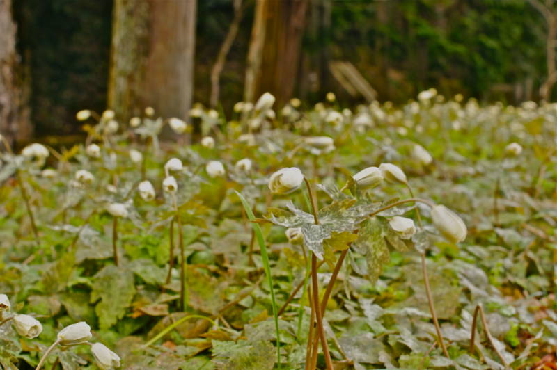 f:id:nankaen:20120405203454j:image f:id:nankaen:20120405203454j:image