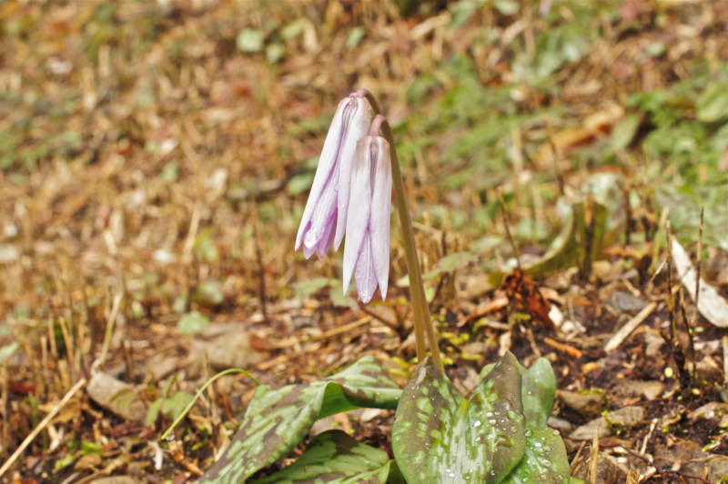 f:id:nankaen:20120405204600j:image f:id:nankaen:20120405204600j:image