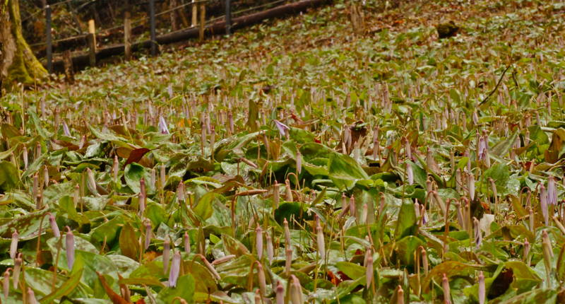 f:id:nankaen:20120405204605j:image f:id:nankaen:20120405204605j:image
