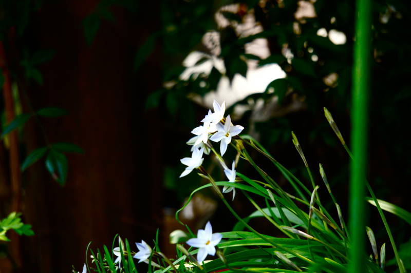 f:id:nankaen:20120407011223j:image f:id:nankaen:20120407011223j:image