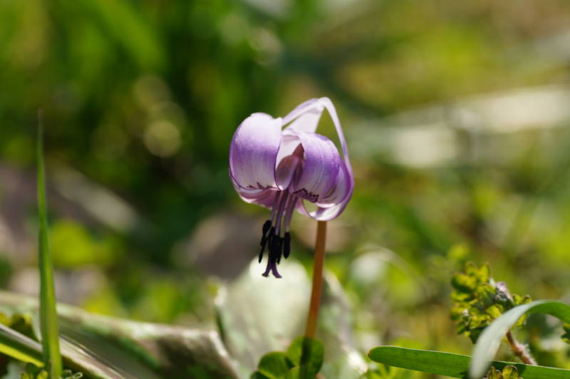 f:id:nankaen:20120410103245j:image f:id:nankaen:20120410103245j:image