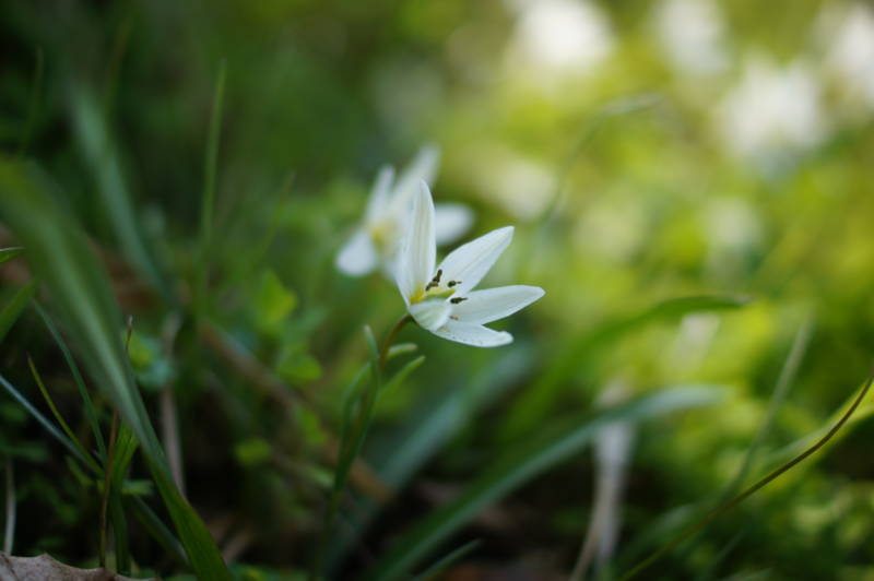 f:id:nankaen:20120410103249j:image f:id:nankaen:20120410103249j:image