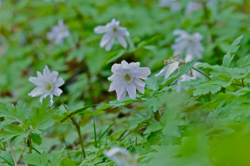 f:id:nankaen:20120410103250j:image f:id:nankaen:20120410103250j:image
