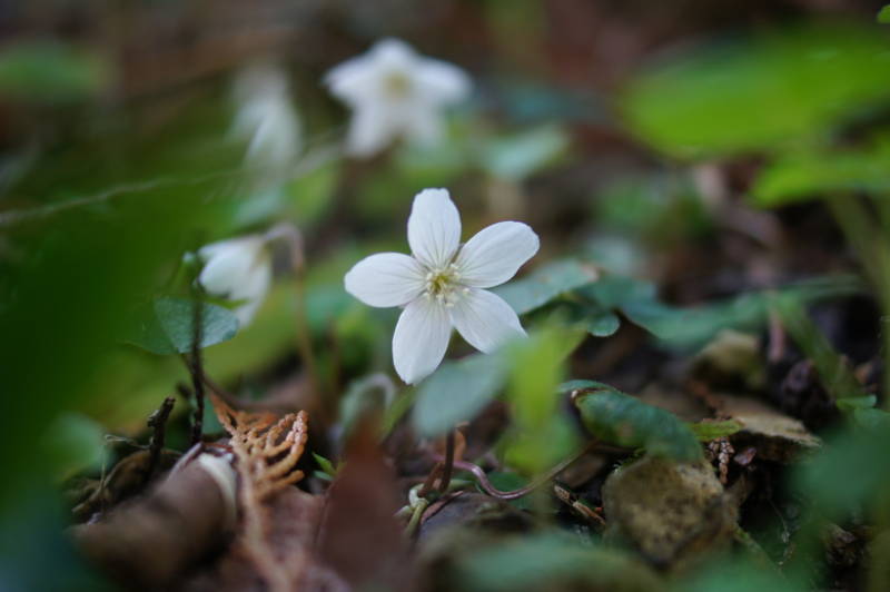 f:id:nankaen:20120410103252j:image f:id:nankaen:20120410103252j:image