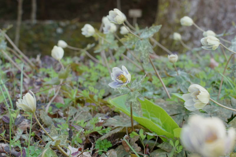 f:id:nankaen:20120410105721j:image f:id:nankaen:20120410105721j:image
