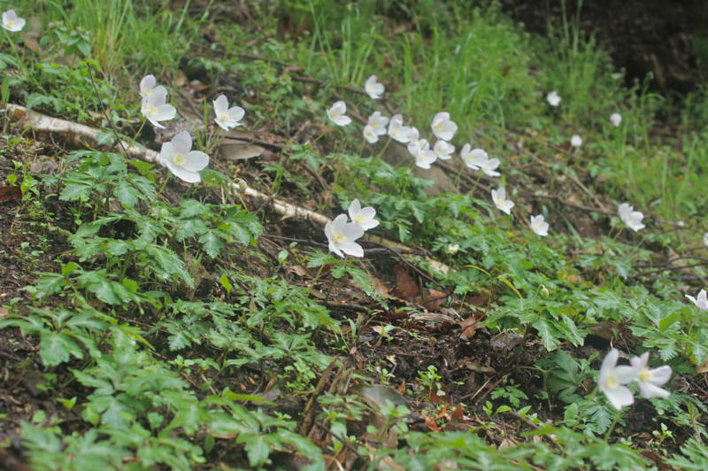 f:id:nankaen:20120502092212j:image f:id:nankaen:20120502092212j:image