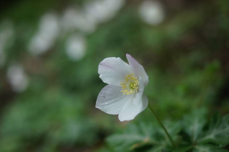 f:id:nankaen:20120502092214j:image f:id:nankaen:20120502092214j:image