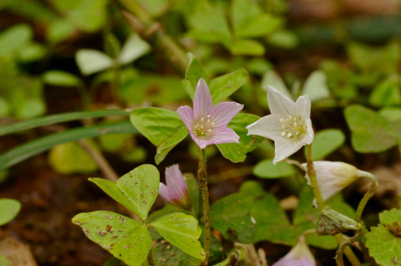f:id:nankaen:20120527000512j:image f:id:nankaen:20120527000512j:image