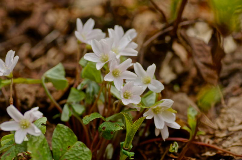f:id:nankaen:20120527000514j:image f:id:nankaen:20120527000514j:image