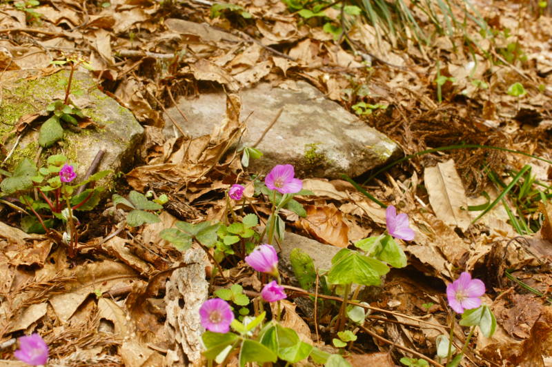 f:id:nankaen:20120527005532j:image f:id:nankaen:20120527005532j:image