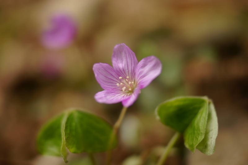f:id:nankaen:20120527005535j:image f:id:nankaen:20120527005535j:image