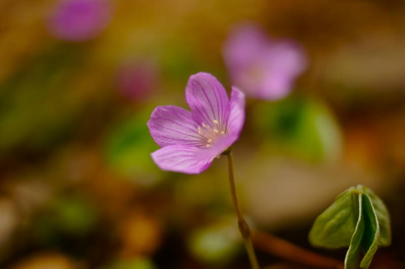 f:id:nankaen:20120527005536j:image f:id:nankaen:20120527005536j:image