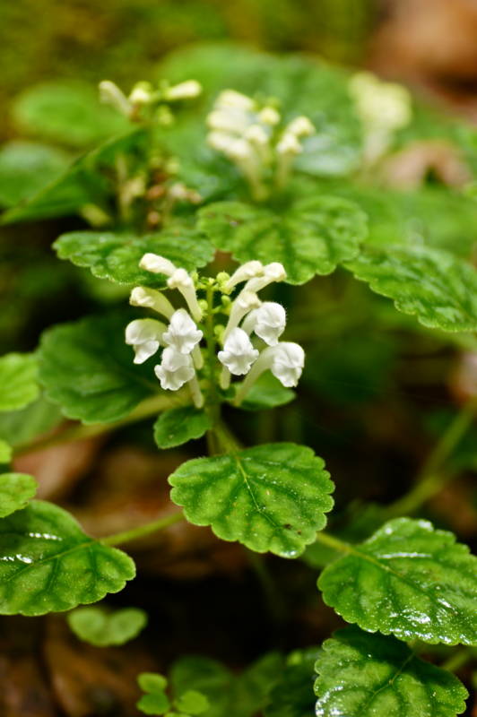 f:id:nankaen:20120605000253j:image f:id:nankaen:20120605000253j:image