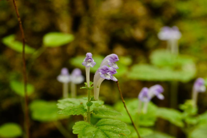 f:id:nankaen:20120605094210j:image f:id:nankaen:20120605094210j:image