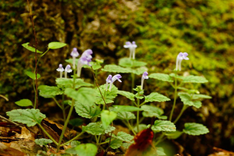 f:id:nankaen:20120605094211j:image f:id:nankaen:20120605094211j:image