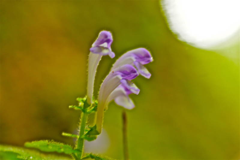 f:id:nankaen:20120605094212j:image f:id:nankaen:20120605094212j:image