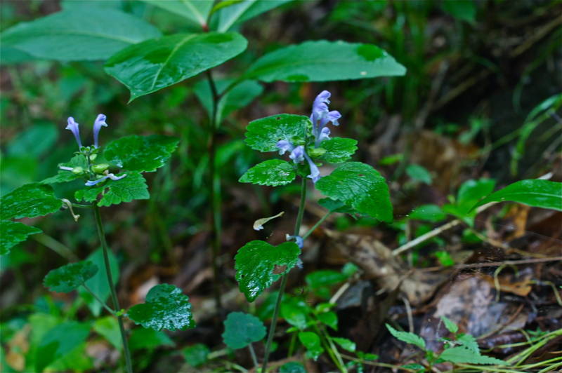 f:id:nankaen:20120605103150j:image f:id:nankaen:20120605103150j:image