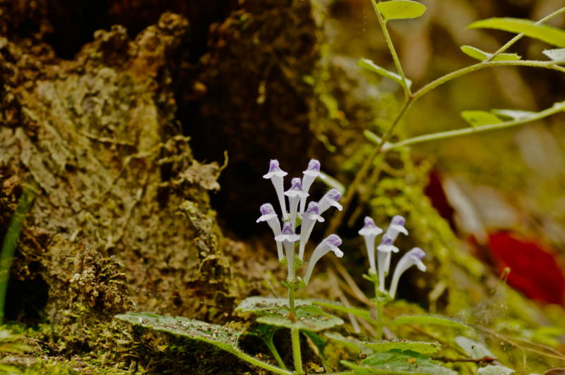 f:id:nankaen:20120605110215j:image f:id:nankaen:20120605110215j:image