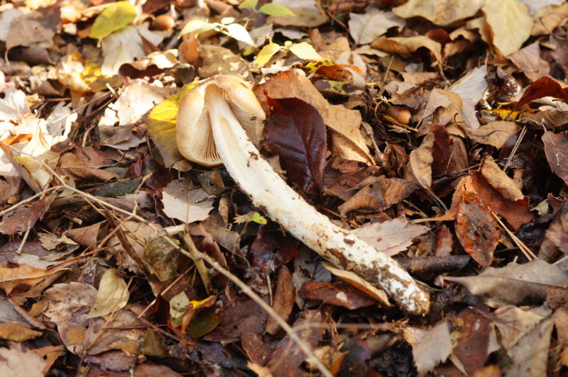 f:id:nankaen:20121106003243j:image f:id:nankaen:20121106003243j:image