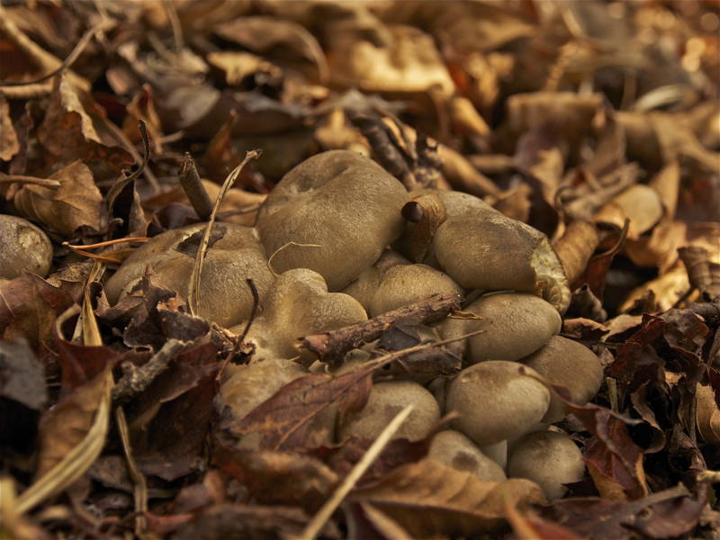 f:id:nankaen:20121106091800j:image f:id:nankaen:20121106091800j:image