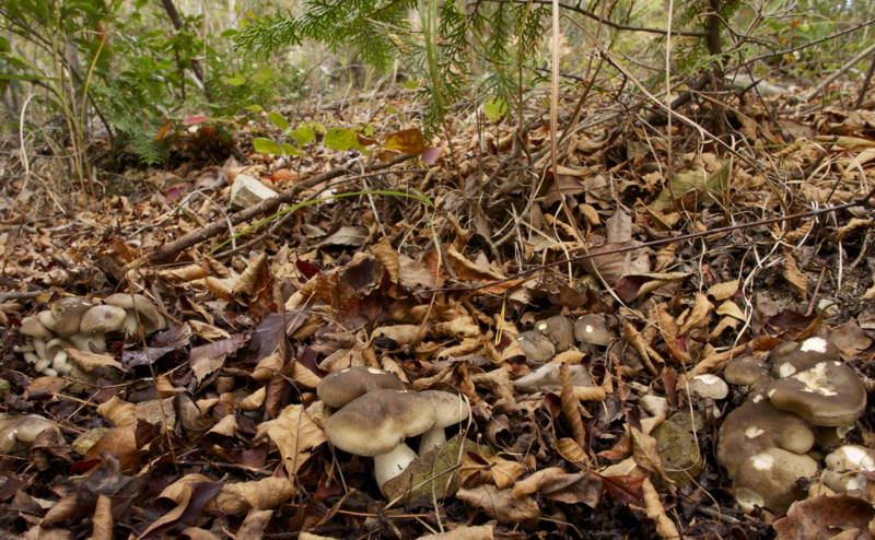 f:id:nankaen:20121106091803j:image f:id:nankaen:20121106091803j:image
