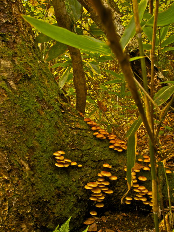 f:id:nankaen:20121106093301j:image f:id:nankaen:20121106093301j:image