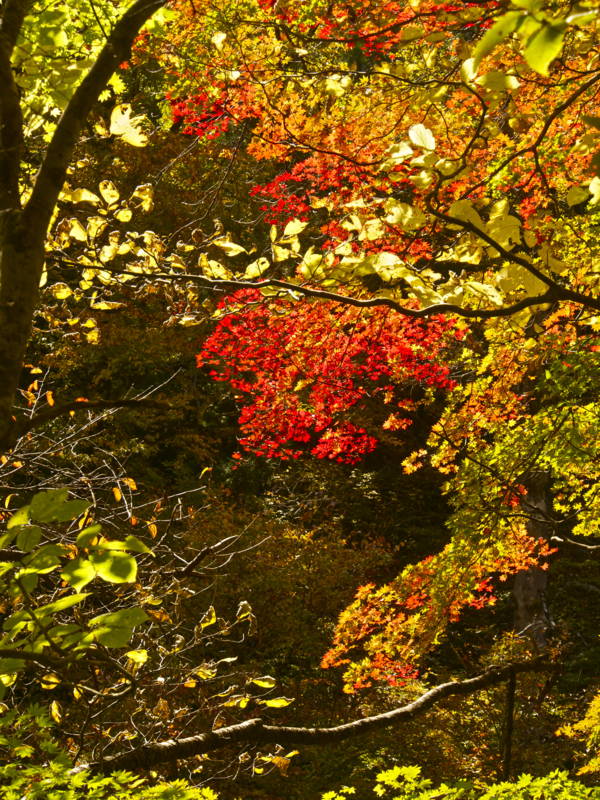 f:id:nankaen:20121106093304j:image f:id:nankaen:20121106093304j:image