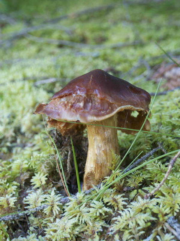 f:id:nankaen:20121106110433j:image f:id:nankaen:20121106110433j:image