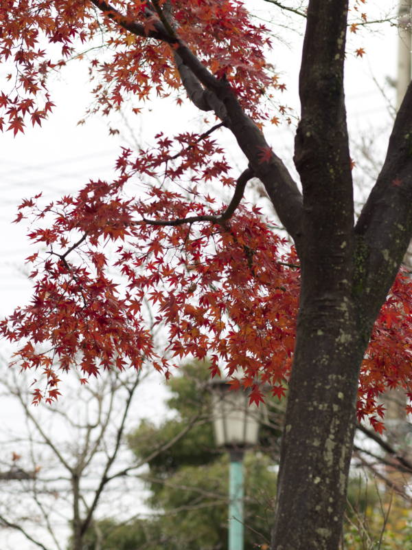 f:id:nankaen:20121216105205j:image f:id:nankaen:20121216105205j:image