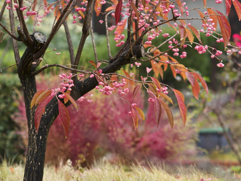 f:id:nankaen:20121217083134j:image f:id:nankaen:20121217083134j:image