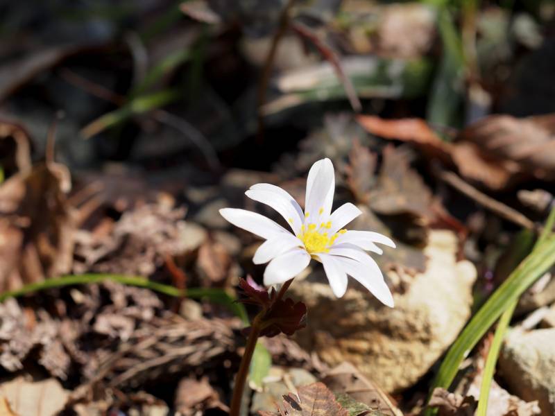 f:id:nankaen:20130302110852j:image f:id:nankaen:20130302110852j:image