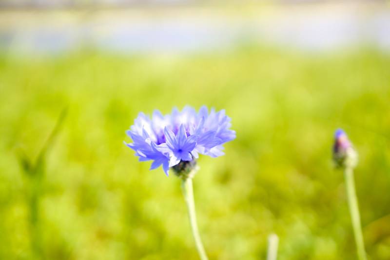 f:id:nankaen:20130526070507j:image f:id:nankaen:20130526070507j:image