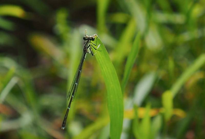f:id:nankaen:20130611100056j:image:w360 f:id:nankaen:20130611100056j:image:w360