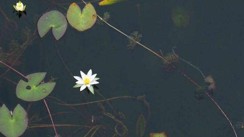 f:id:nankaen:20130611100057j:image:w360 f:id:nankaen:20130611100057j:image:w360