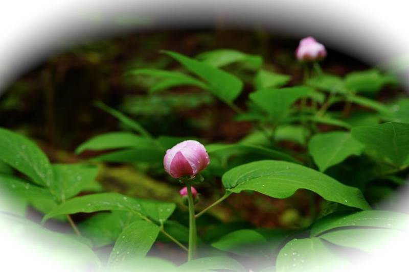 f:id:nankaen:20130619234517j:image:w360 f:id:nankaen:20130619234517j:image:w360