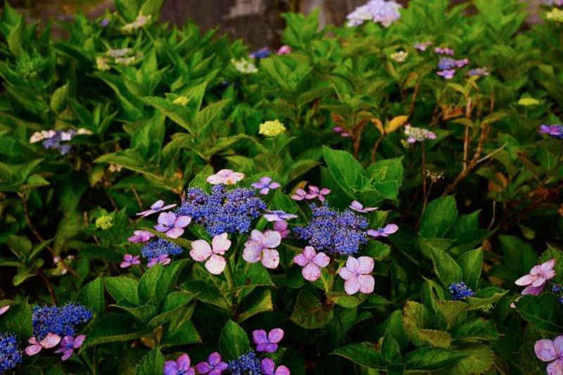 f:id:nankaen:20130707162323j:image:w360 f:id:nankaen:20130707162323j:image:w360