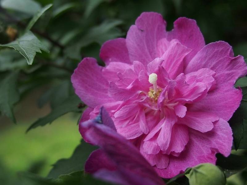 f:id:nankaen:20130729114609j:image:w640 f:id:nankaen:20130729114609j:image:w640