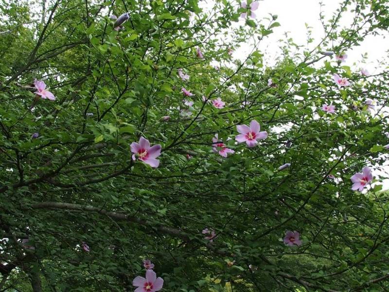 f:id:nankaen:20130729114610j:image:w640 f:id:nankaen:20130729114610j:image:w640