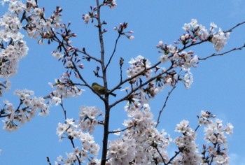 f:id:nano_an:20100404232451j:image f:id:nano_an:20100404232451j:image