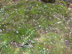 f:id:nano_an:20100404233003j:image f:id:nano_an:20100404233003j:image