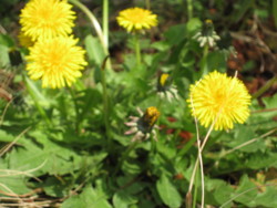 f:id:nano_an:20100404233519j:image f:id:nano_an:20100404233519j:image