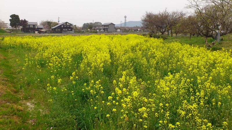f:id:nanowari:20140416160614j:plain f:id:nanowari:20140416160614j:plain