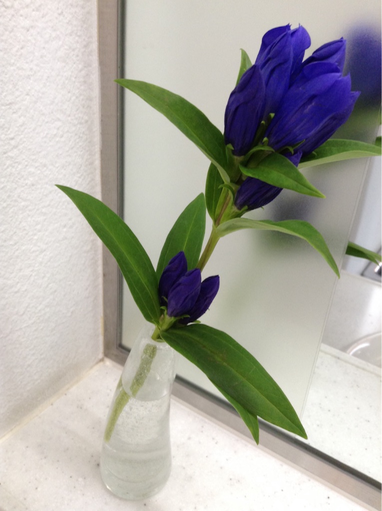 f:id:nanv:20151215073049j:image f:id:nanv:20151215073049j:image