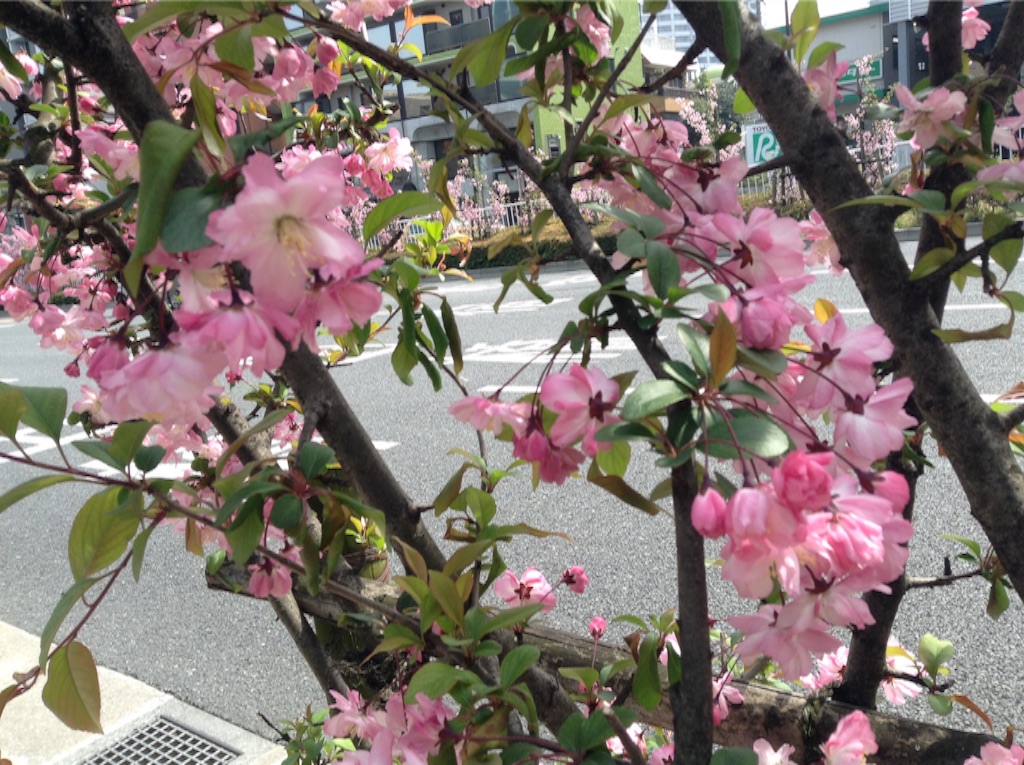 f:id:nanv:20160414205802j:image f:id:nanv:20160414205802j:image