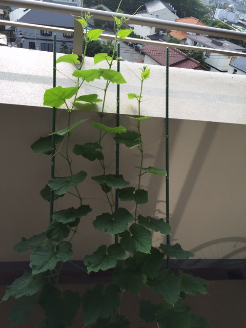f:id:nao20150803:20150822213617j:plain f:id:nao20150803:20150822213617j:plain