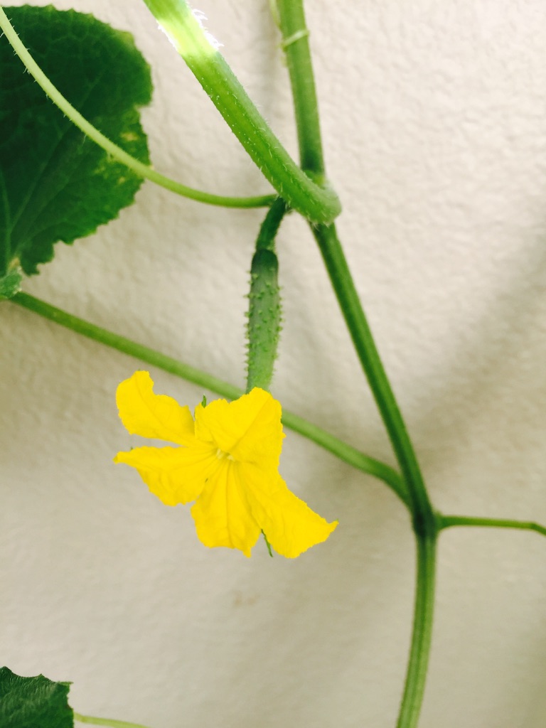 f:id:nao20150803:20150827181851j:image f:id:nao20150803:20150827181851j:image
